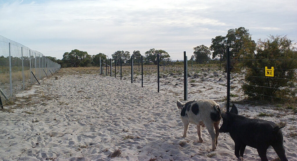 Westonfence Feral Pig Exclusion Fence