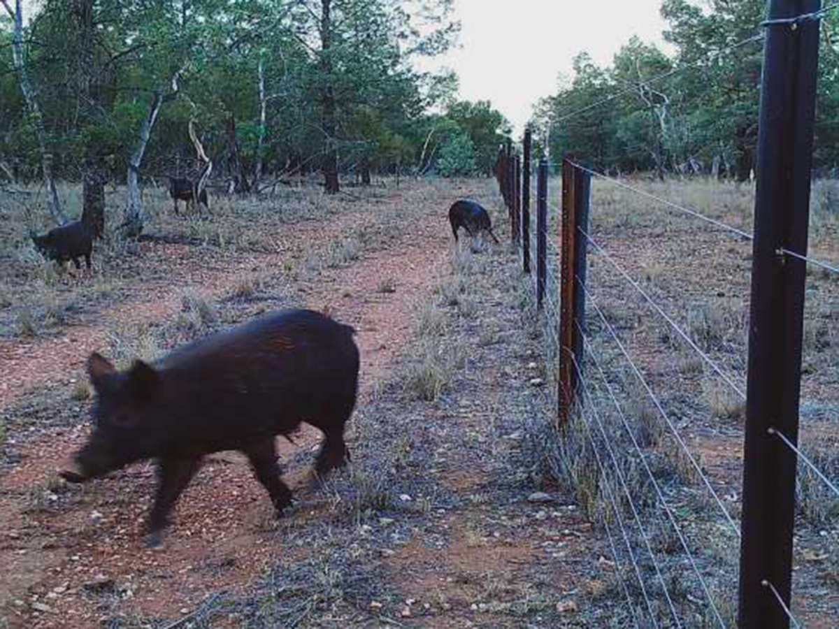 Feral Pig Exclusion Fence