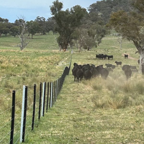 Westonfence WordPress 600px