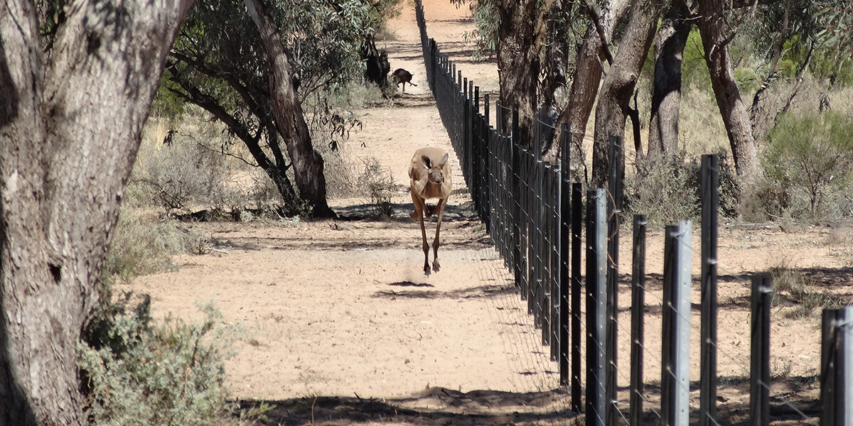 Westonfence Mallee Conservation